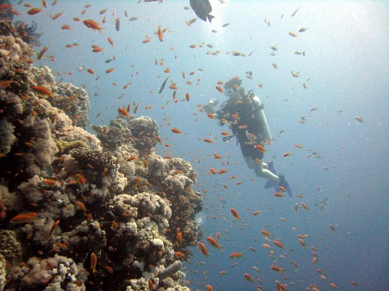 Taking photos of Scalefin Anthias